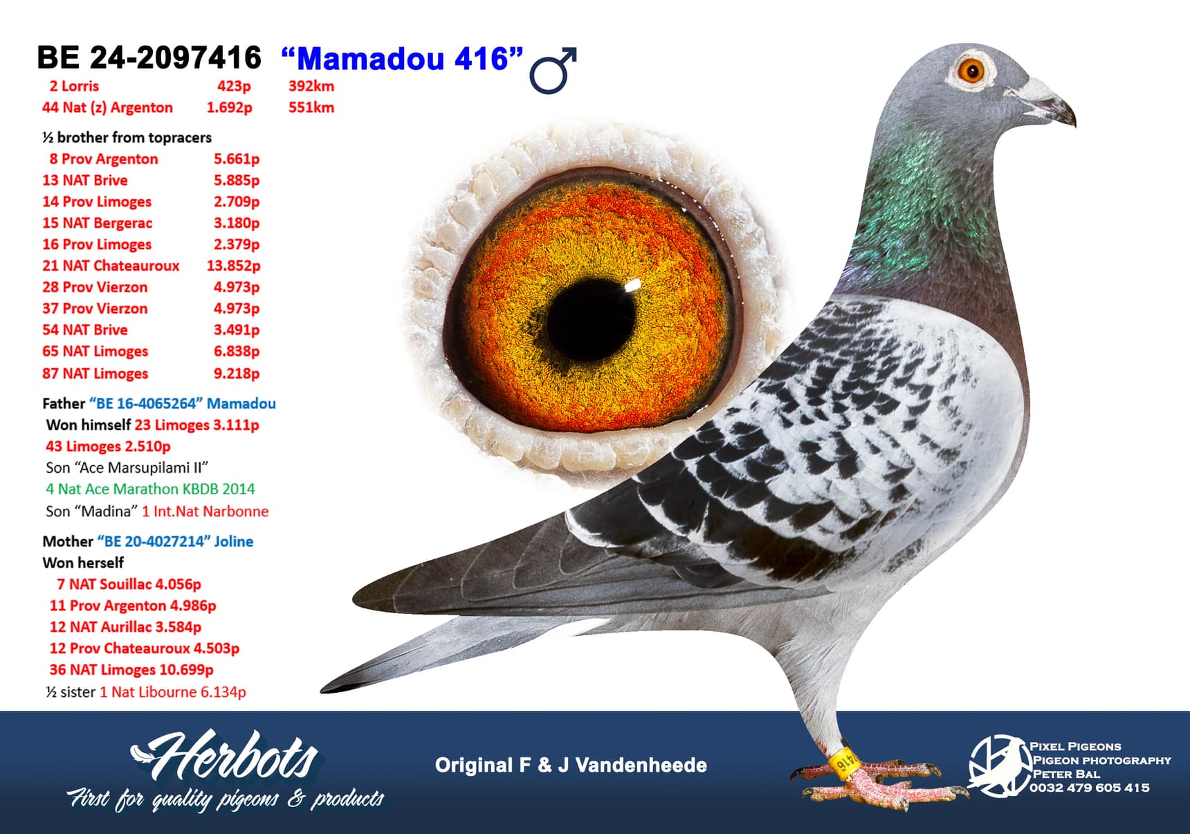 pigeon: “Mamadou 416”