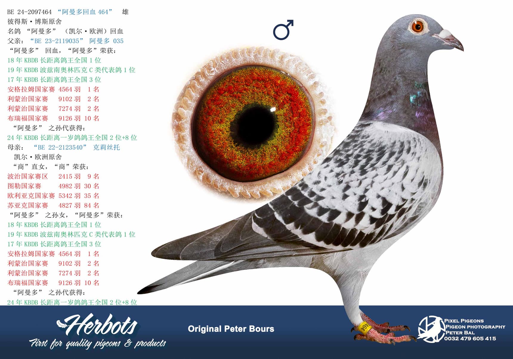 pigeon: “阿曼多回血464”