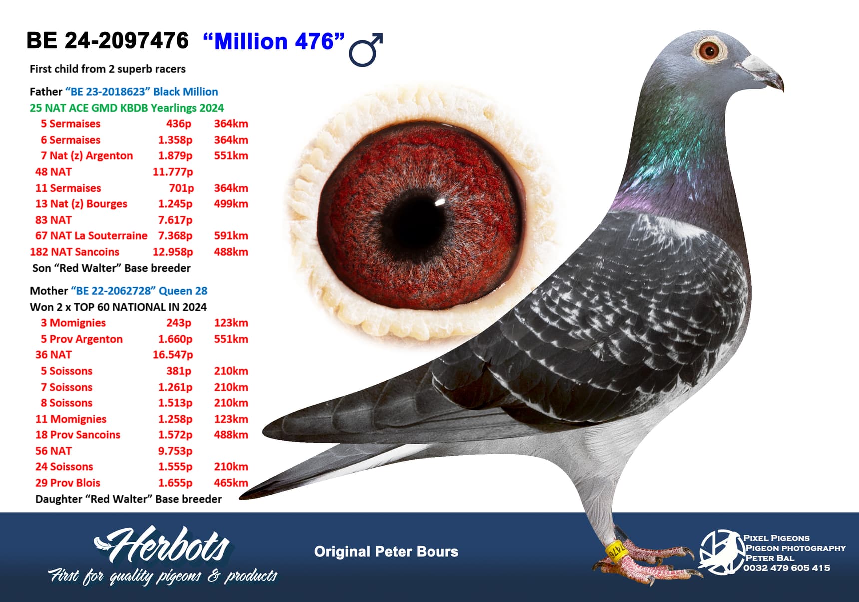 pigeon: undefined