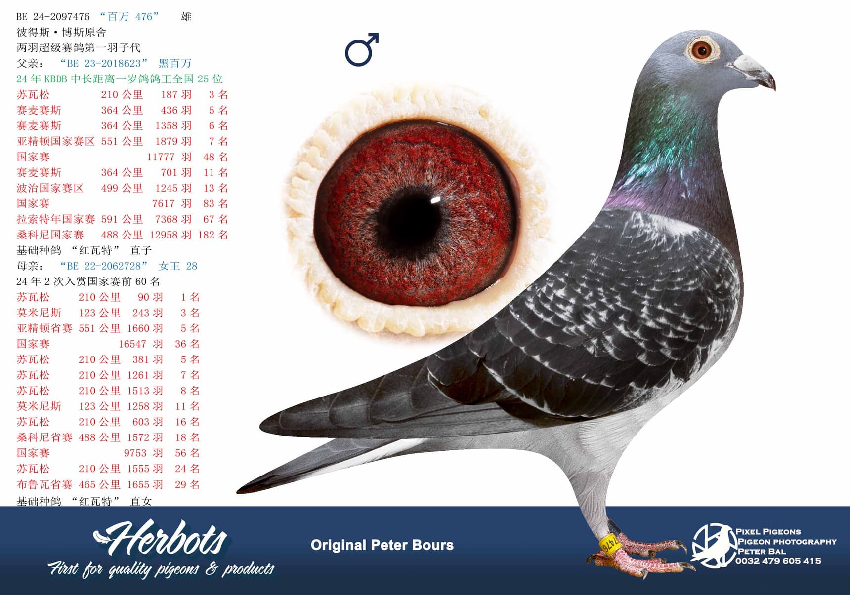 pigeon: undefined
