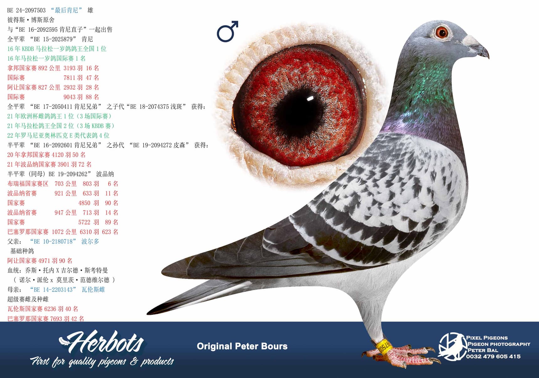 pigeon: undefined