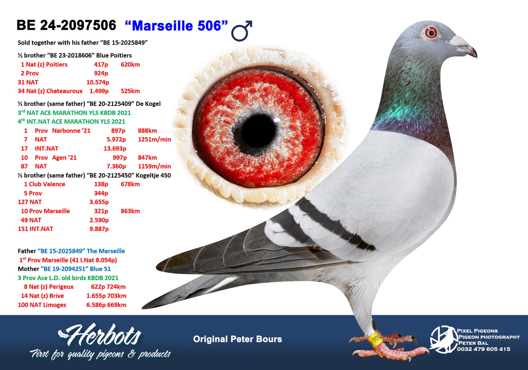 pigeon: “Marseille 506”