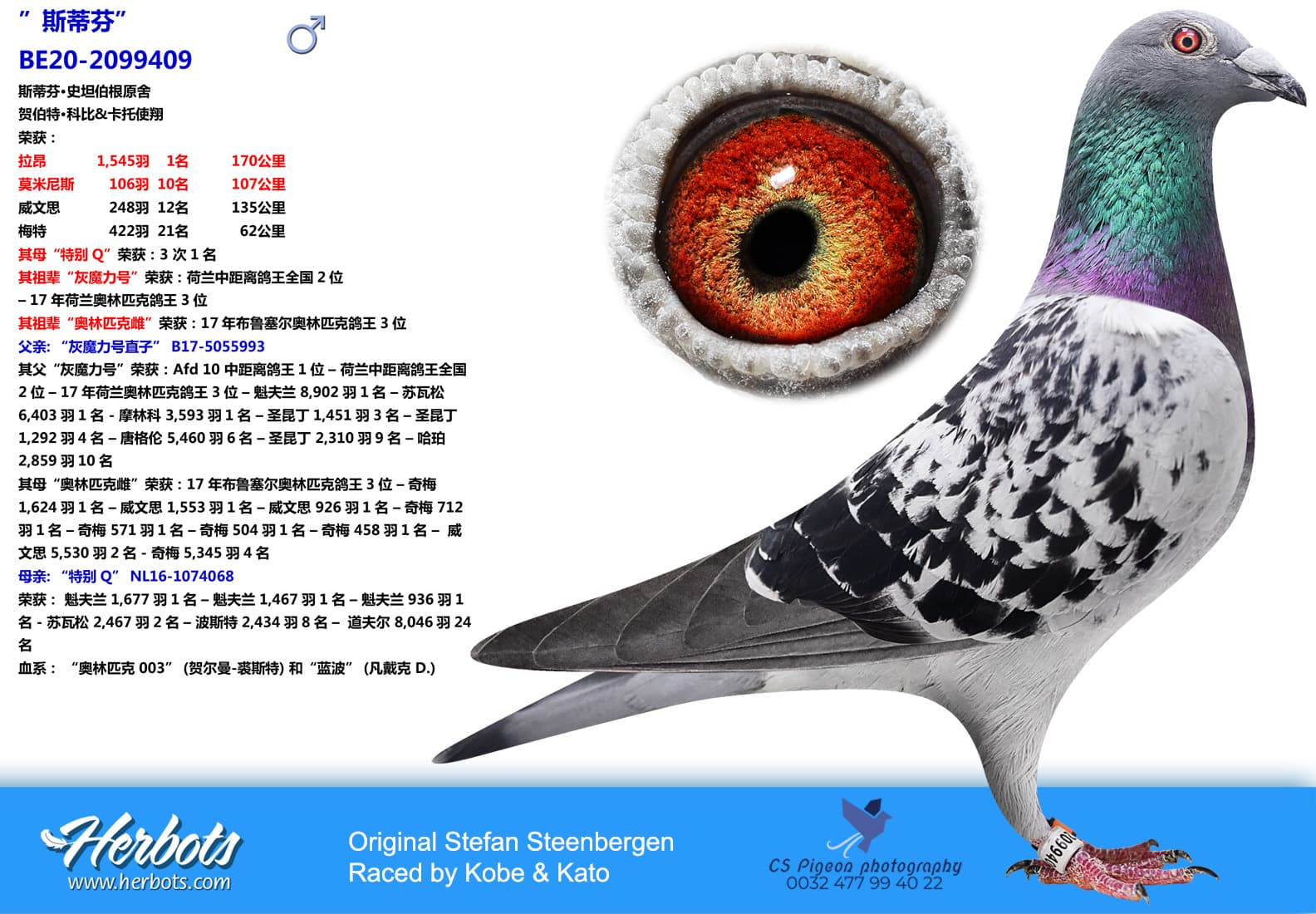 pigeon: ”斯蒂芬”