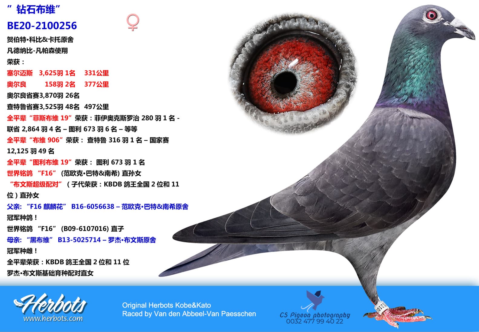 pigeon: ”钻石布维”