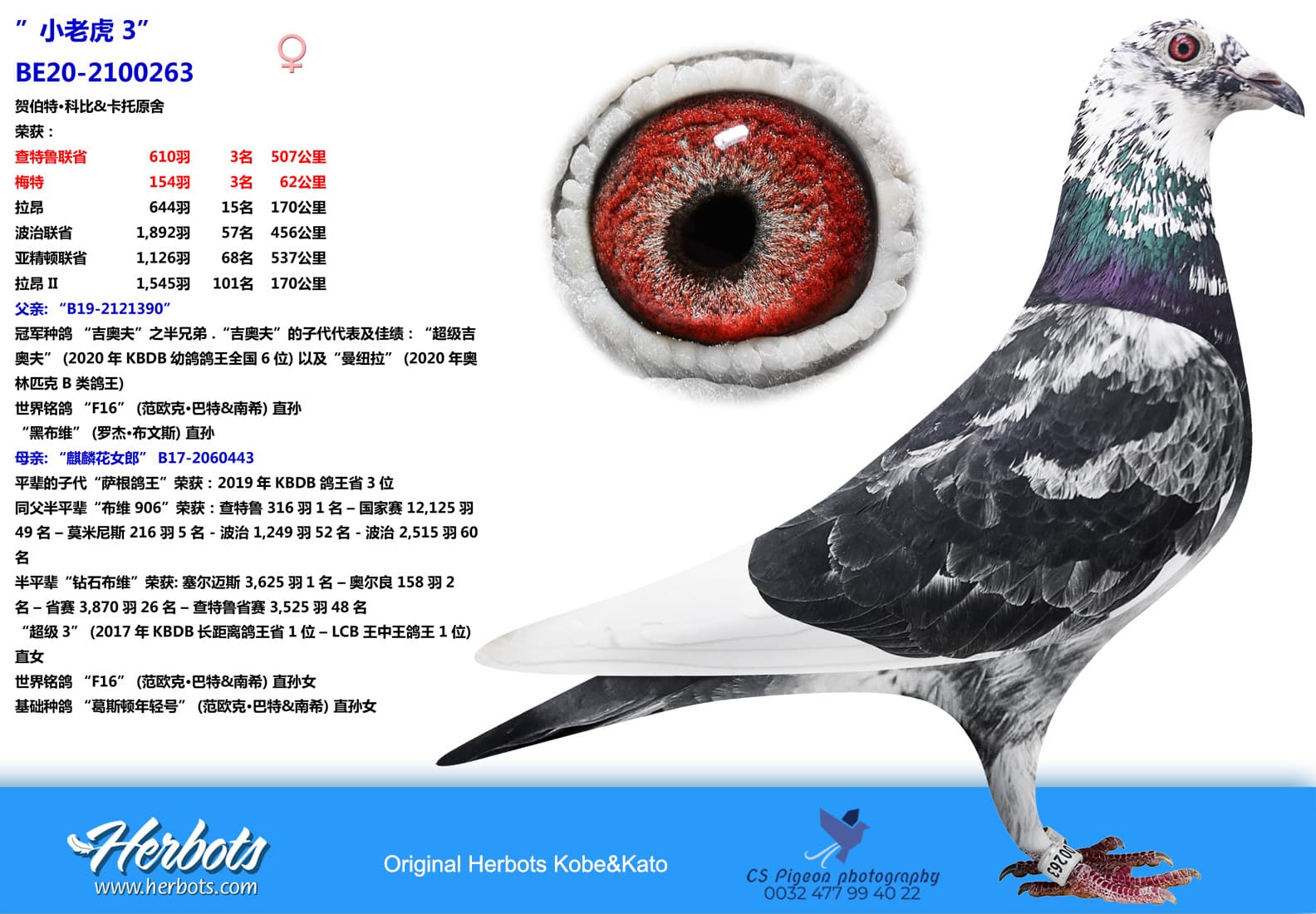pigeon: undefined