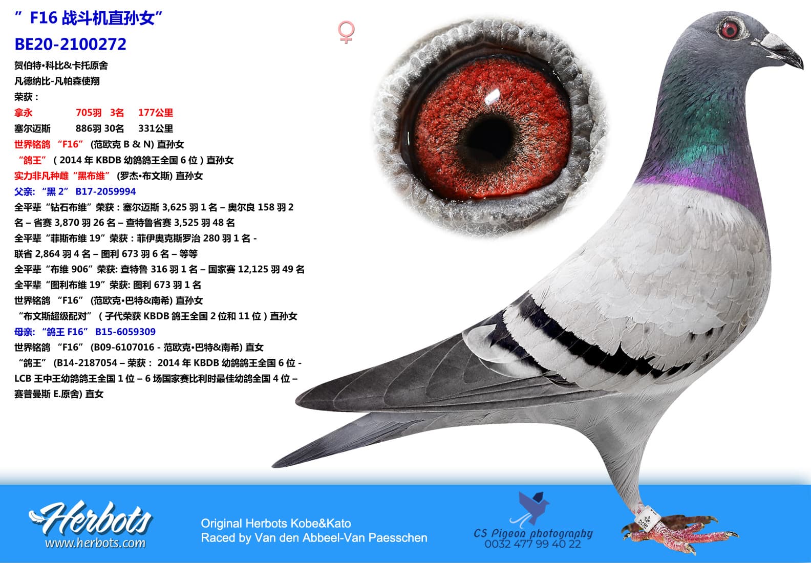pigeon: undefined
