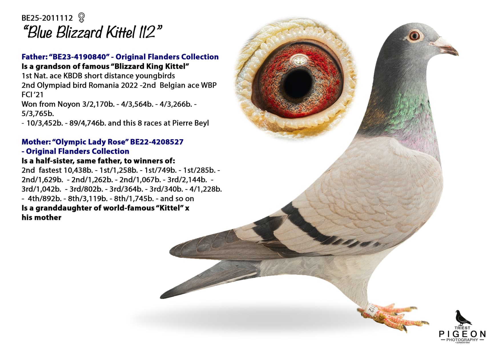 "Blue Blizzard Kittel 112"