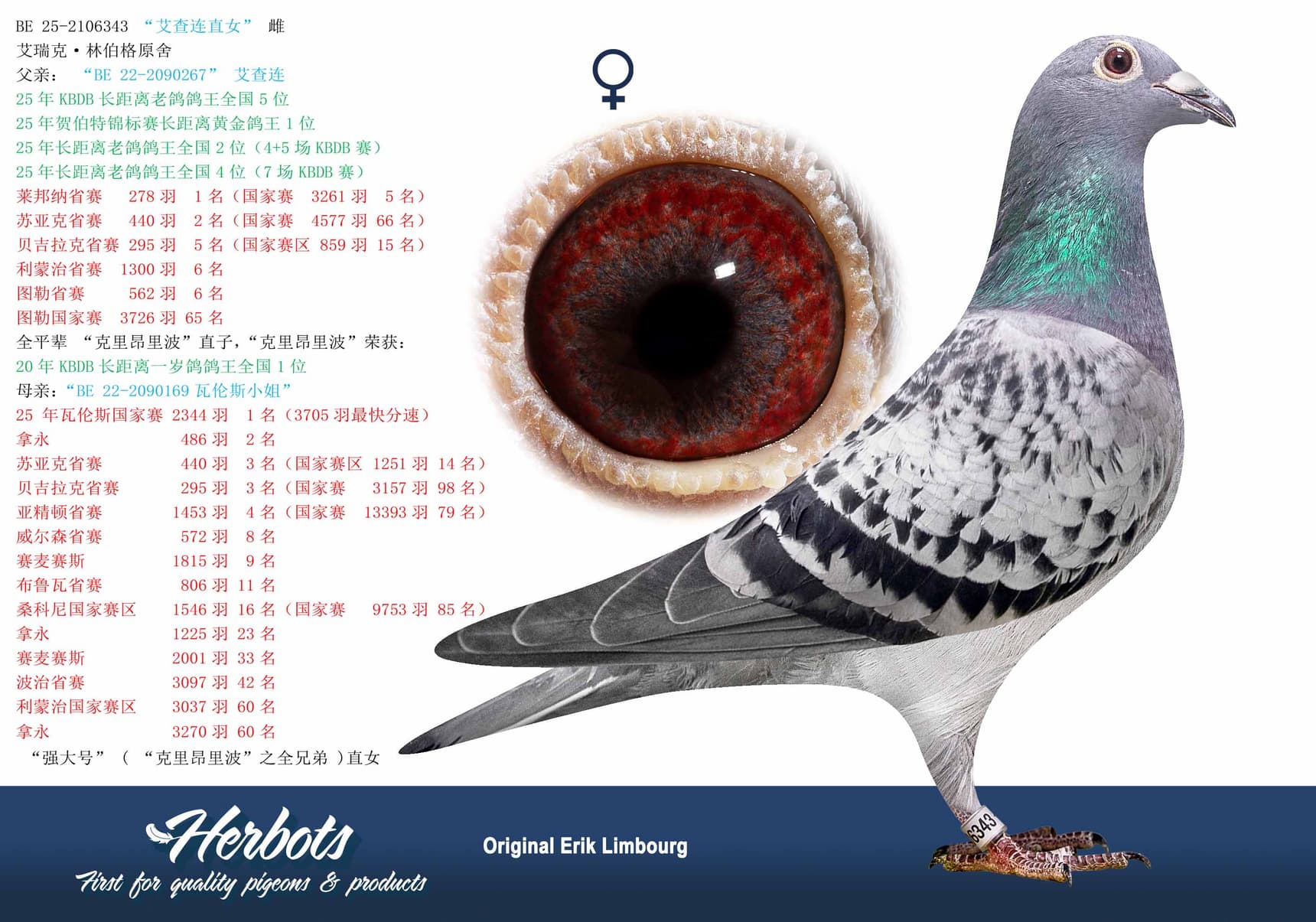 pigeon: undefined