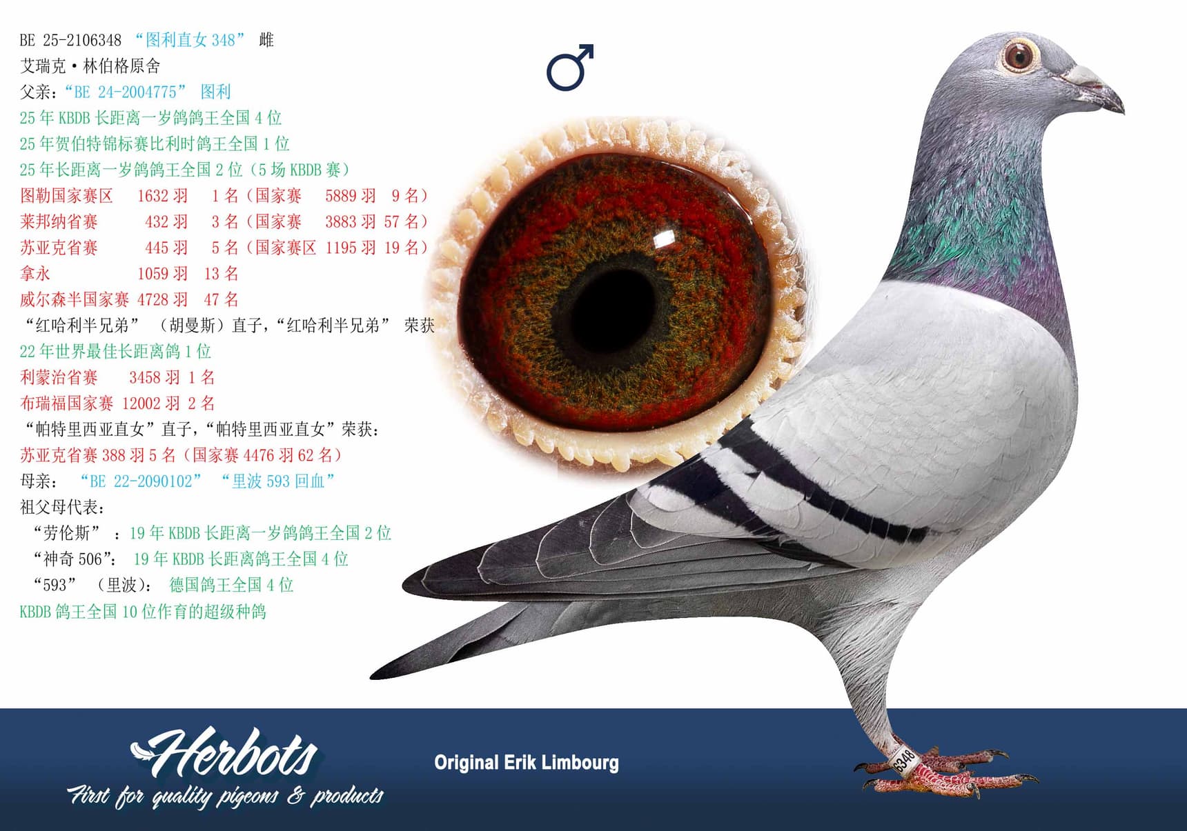 pigeon: undefined