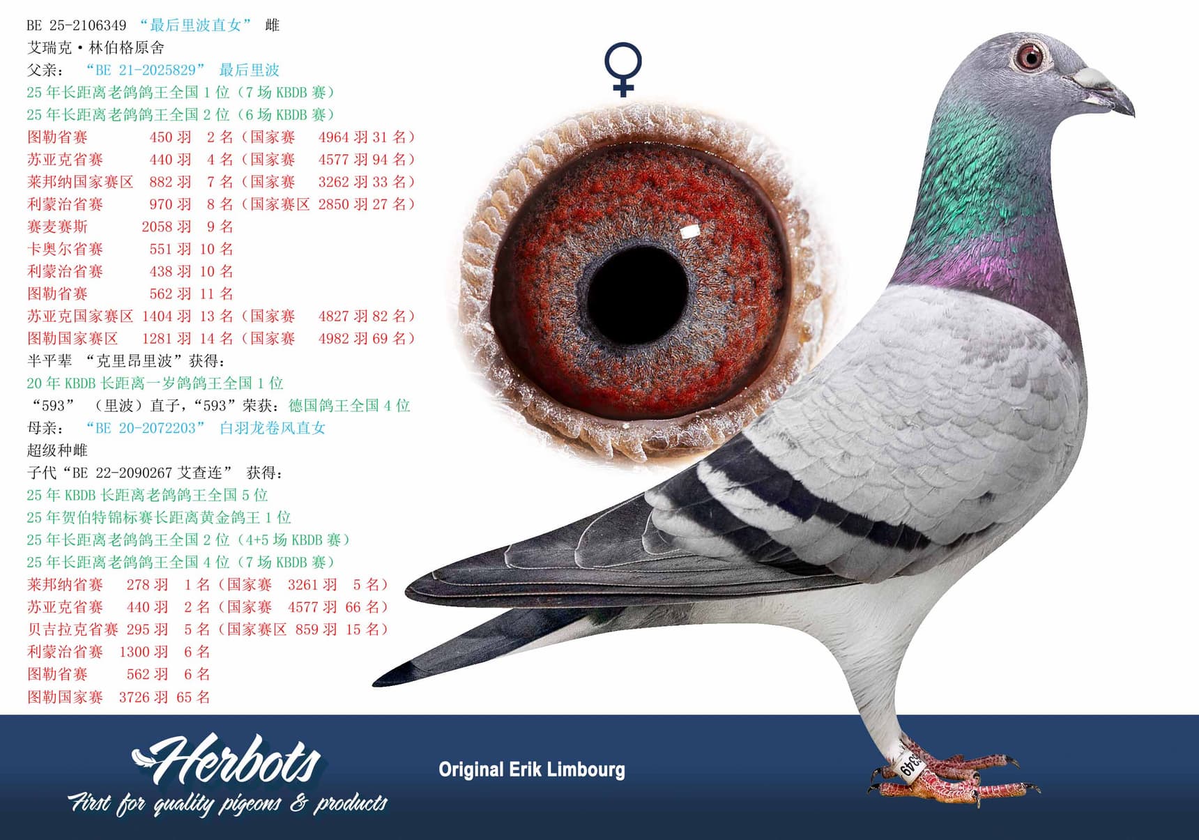 pigeon: undefined