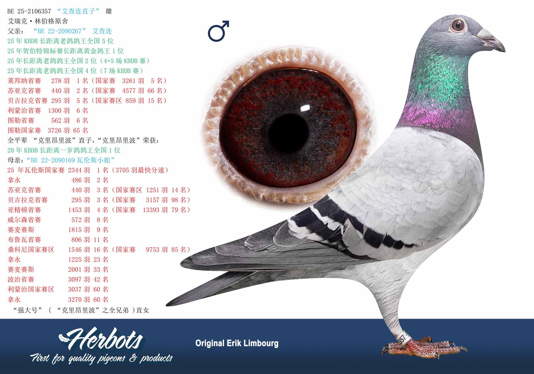 pigeon: undefined