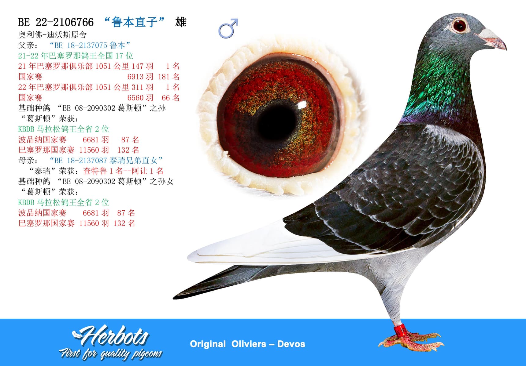 pigeon: “鲁本直子”