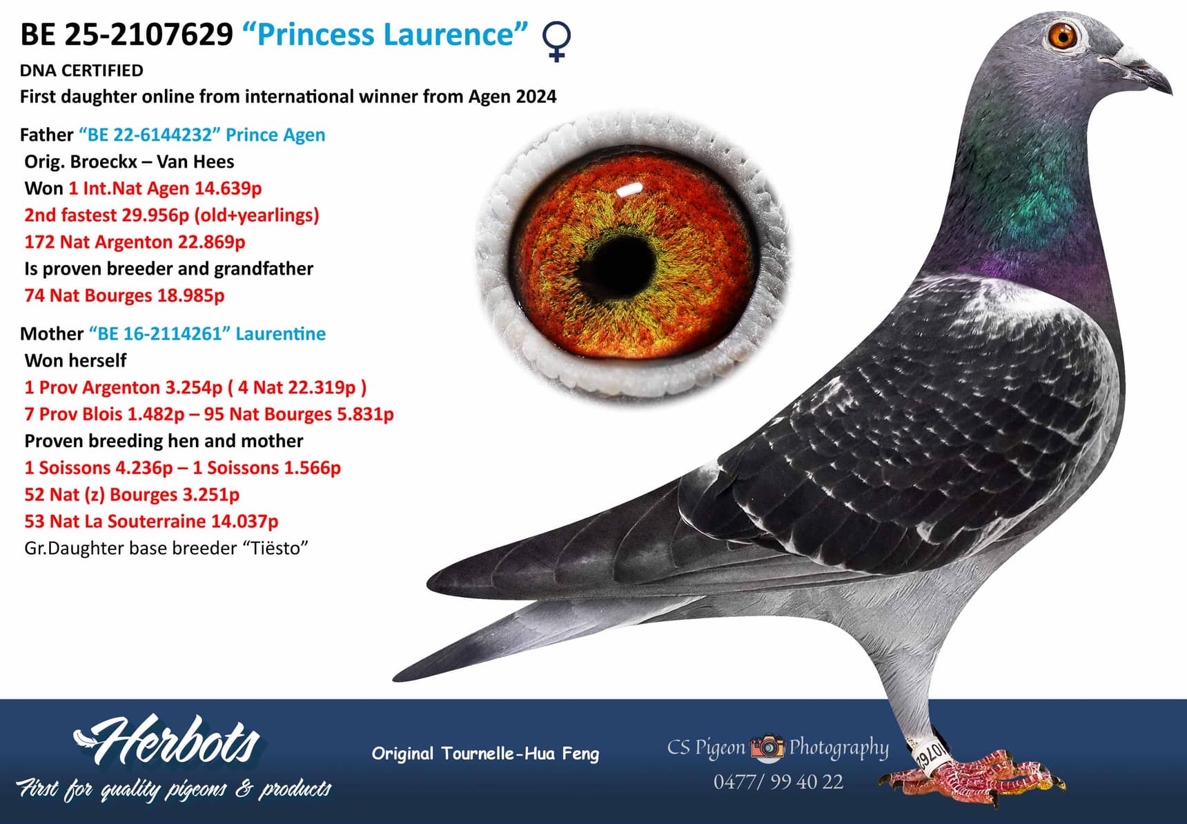 pigeon: undefined