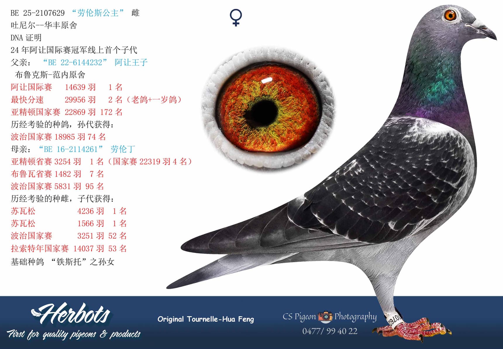pigeon: undefined