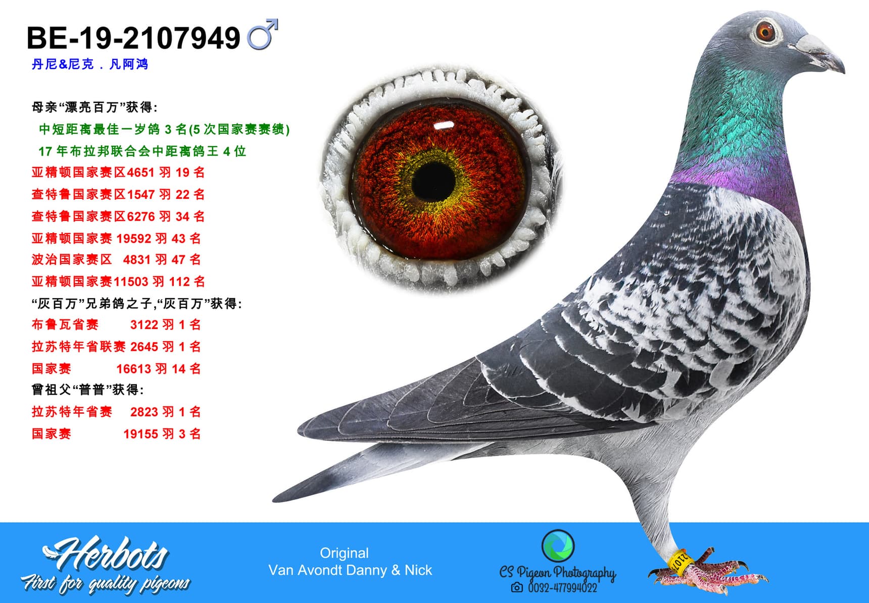 pigeon: undefined