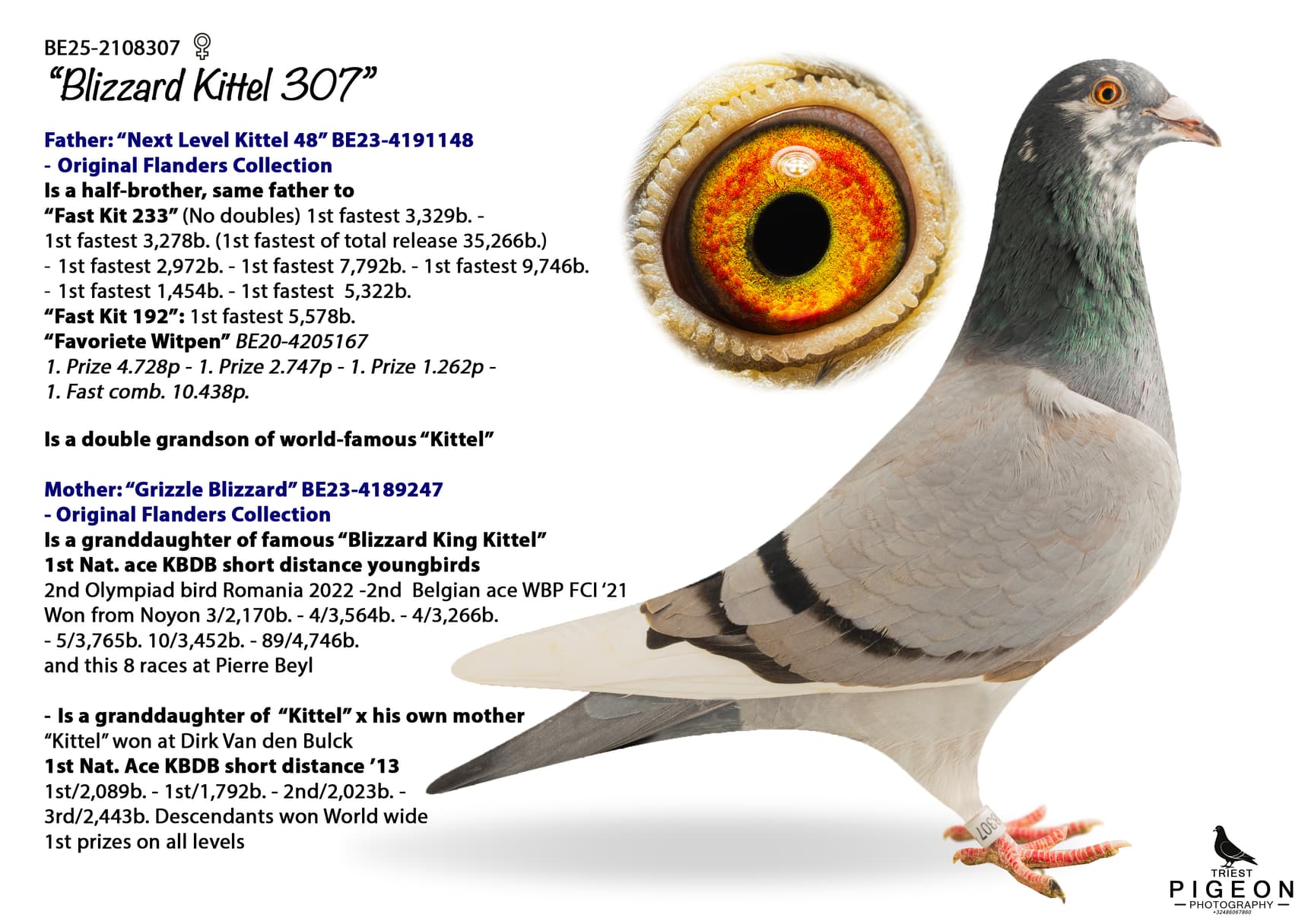 "Blizzard Kittel 307"