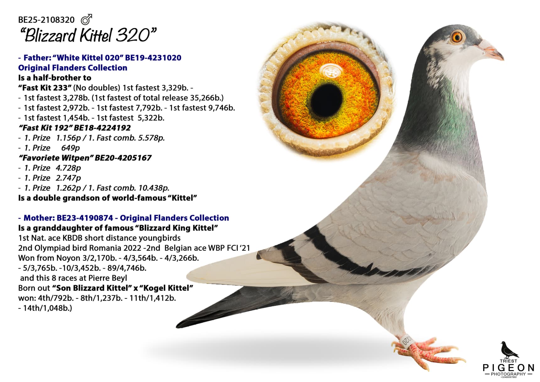 "Blizzard Kittel 320"