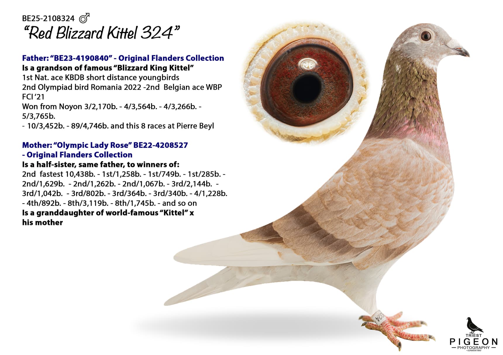 "Red Blizzard Kittel 324"