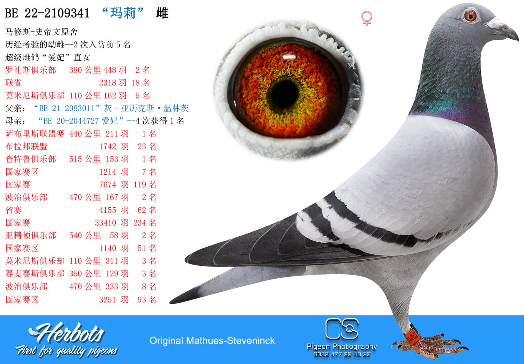 pigeon: “玛莉”