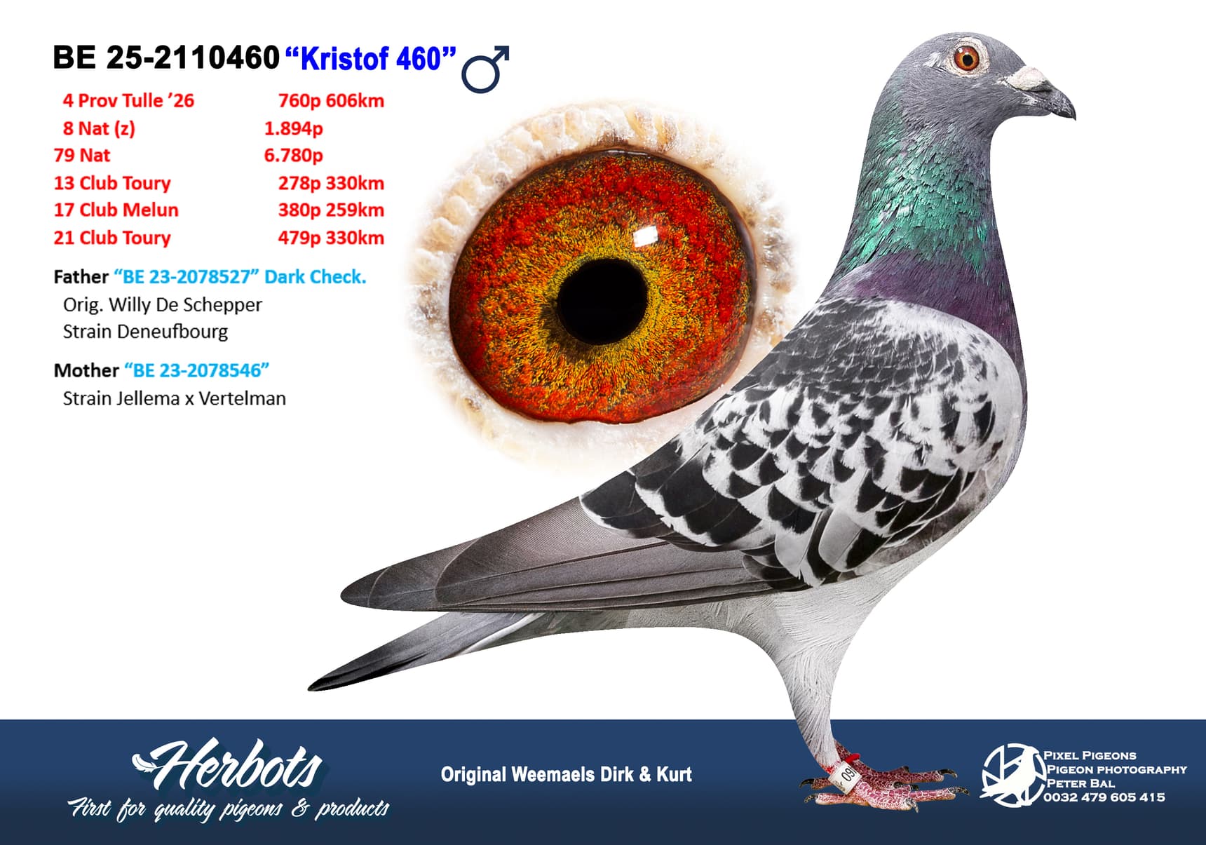 pigeon: undefined
