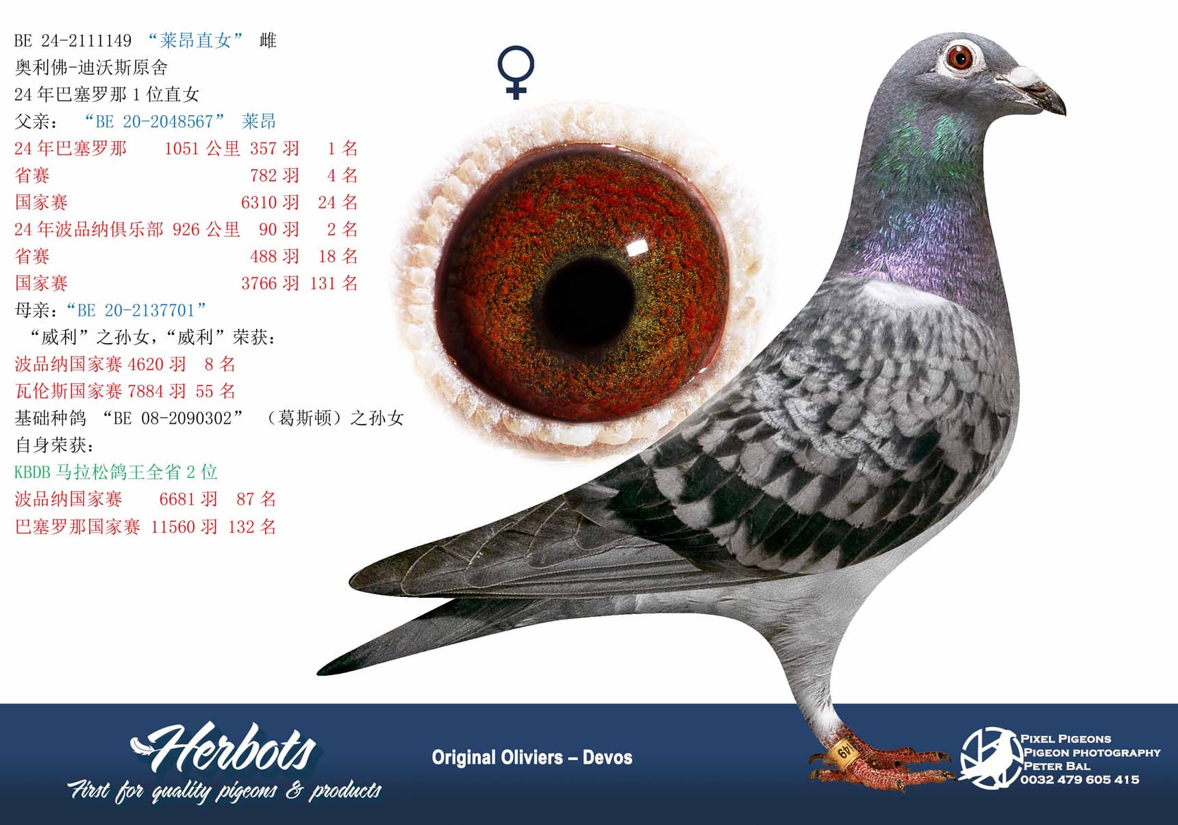 pigeon: undefined