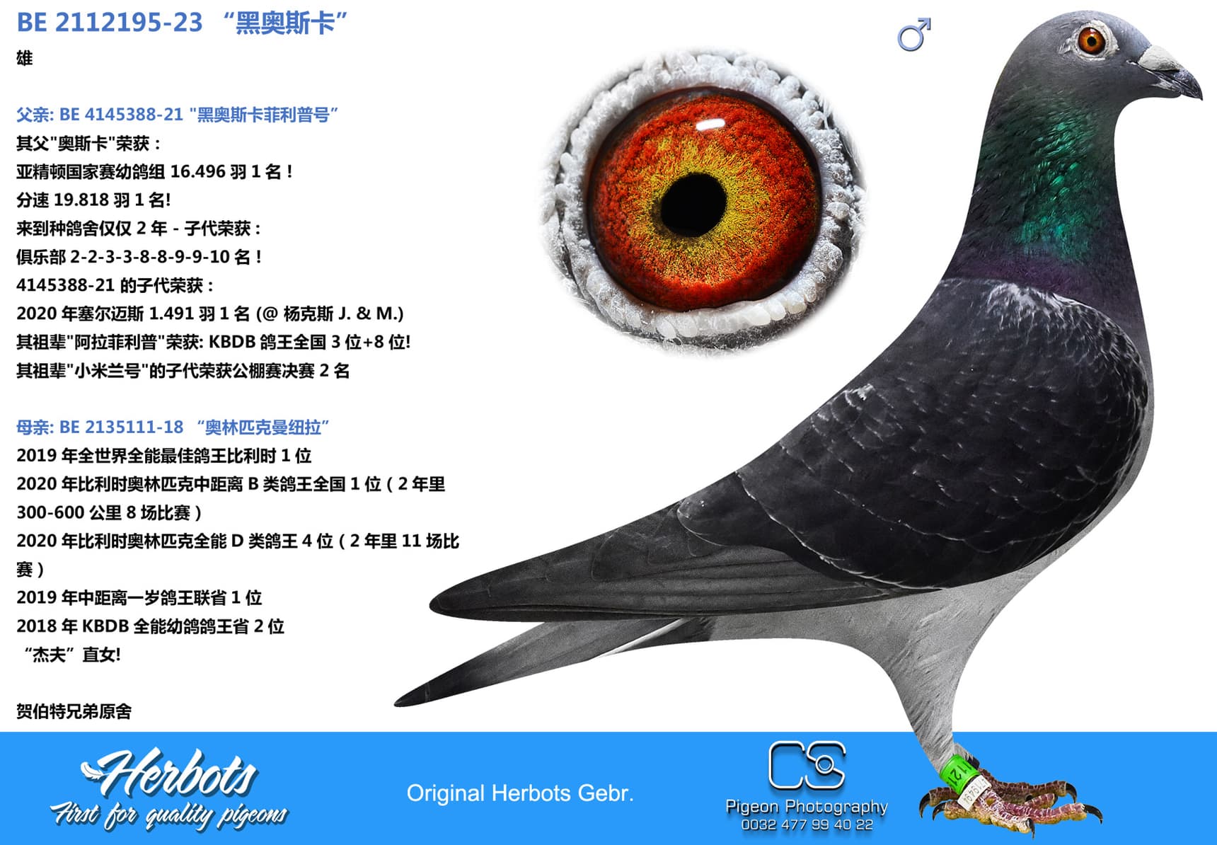 pigeon: “黑奥斯卡”