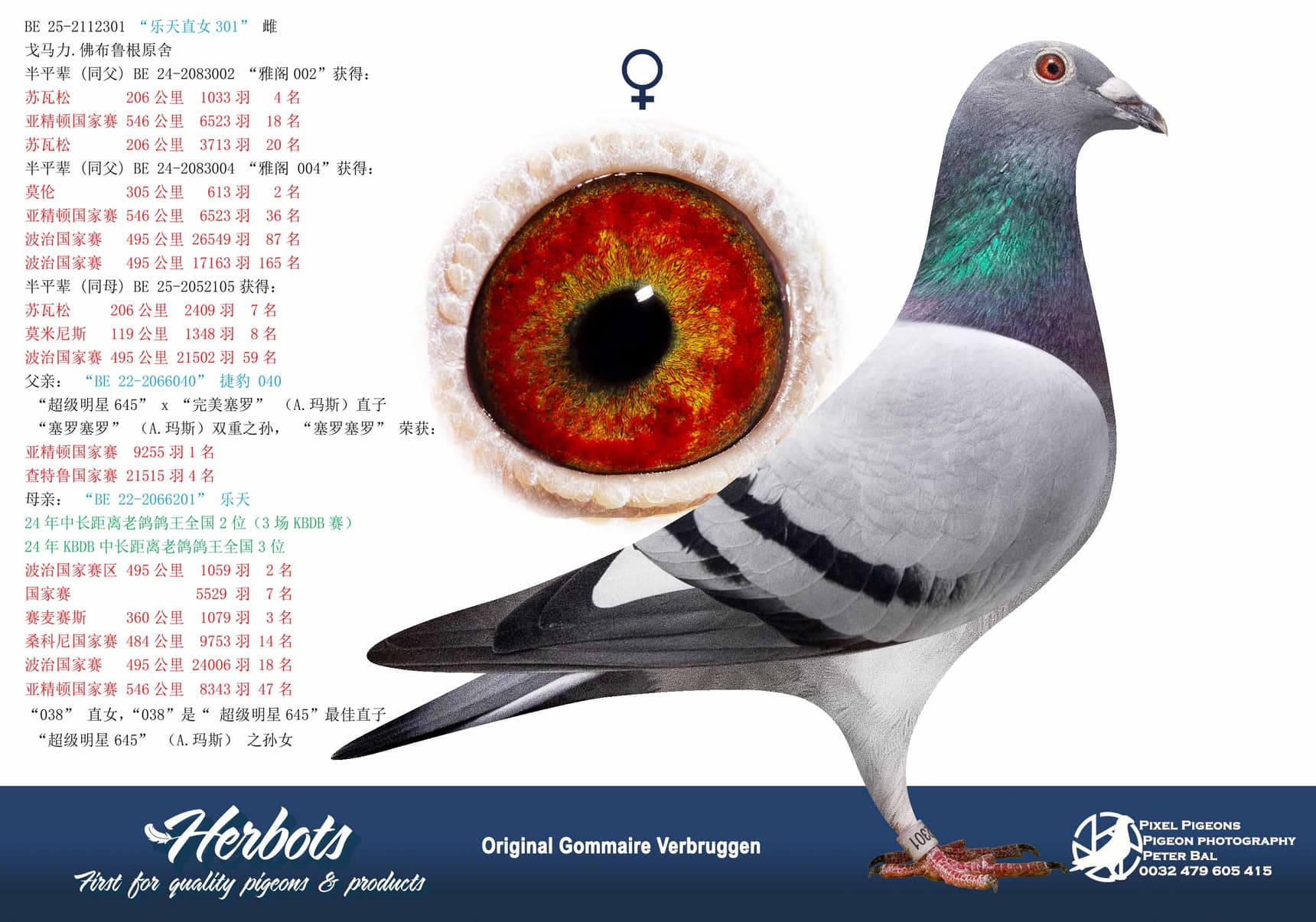pigeon: undefined