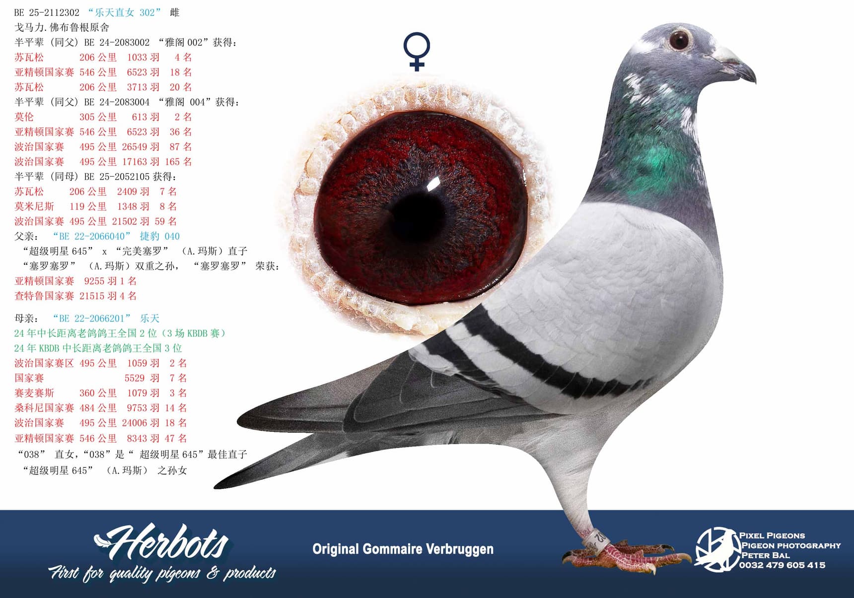 pigeon: undefined