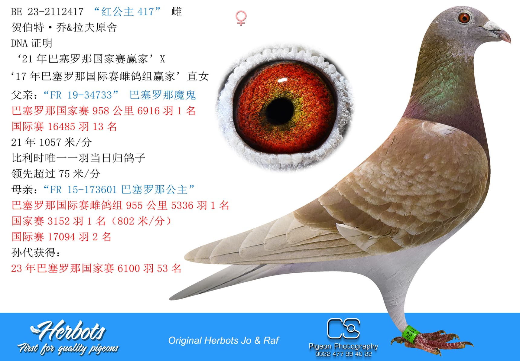 pigeon: “红公主417”