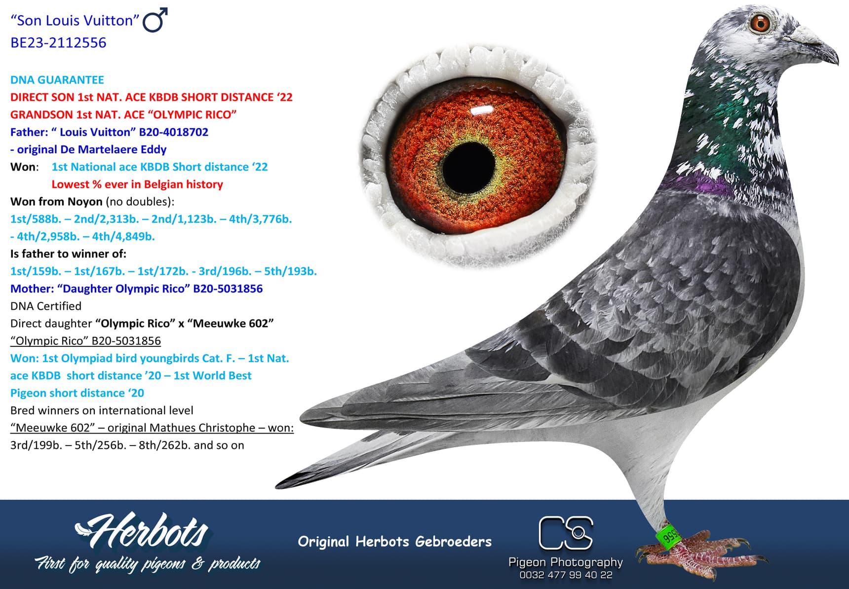 pigeon: “Son Louis Vuitton”