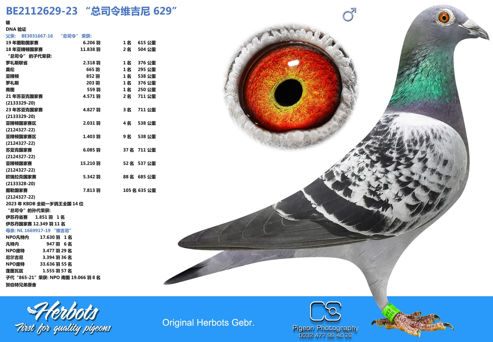 pigeon: “总司令维吉尼 629”