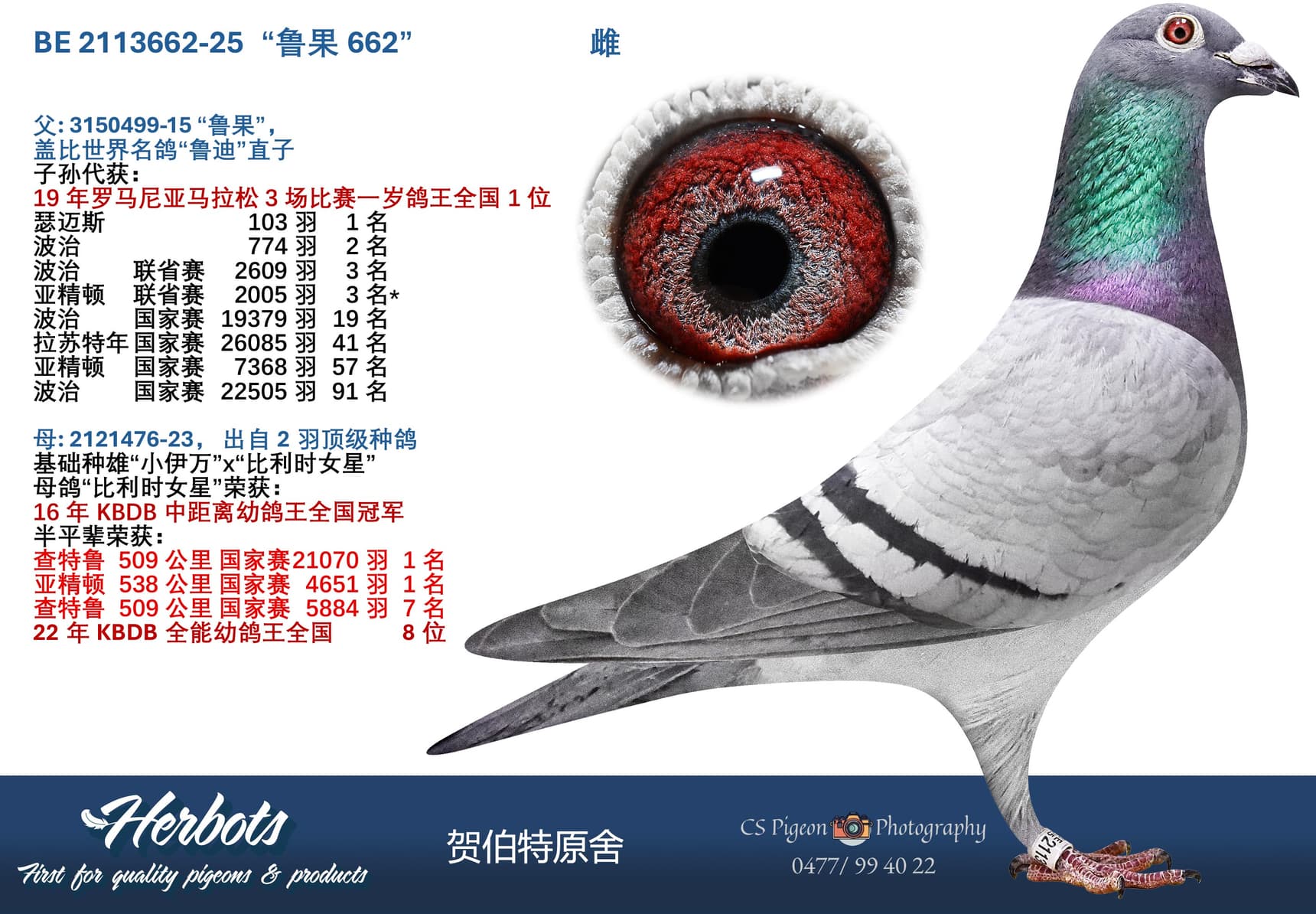 pigeon: “鲁果662”