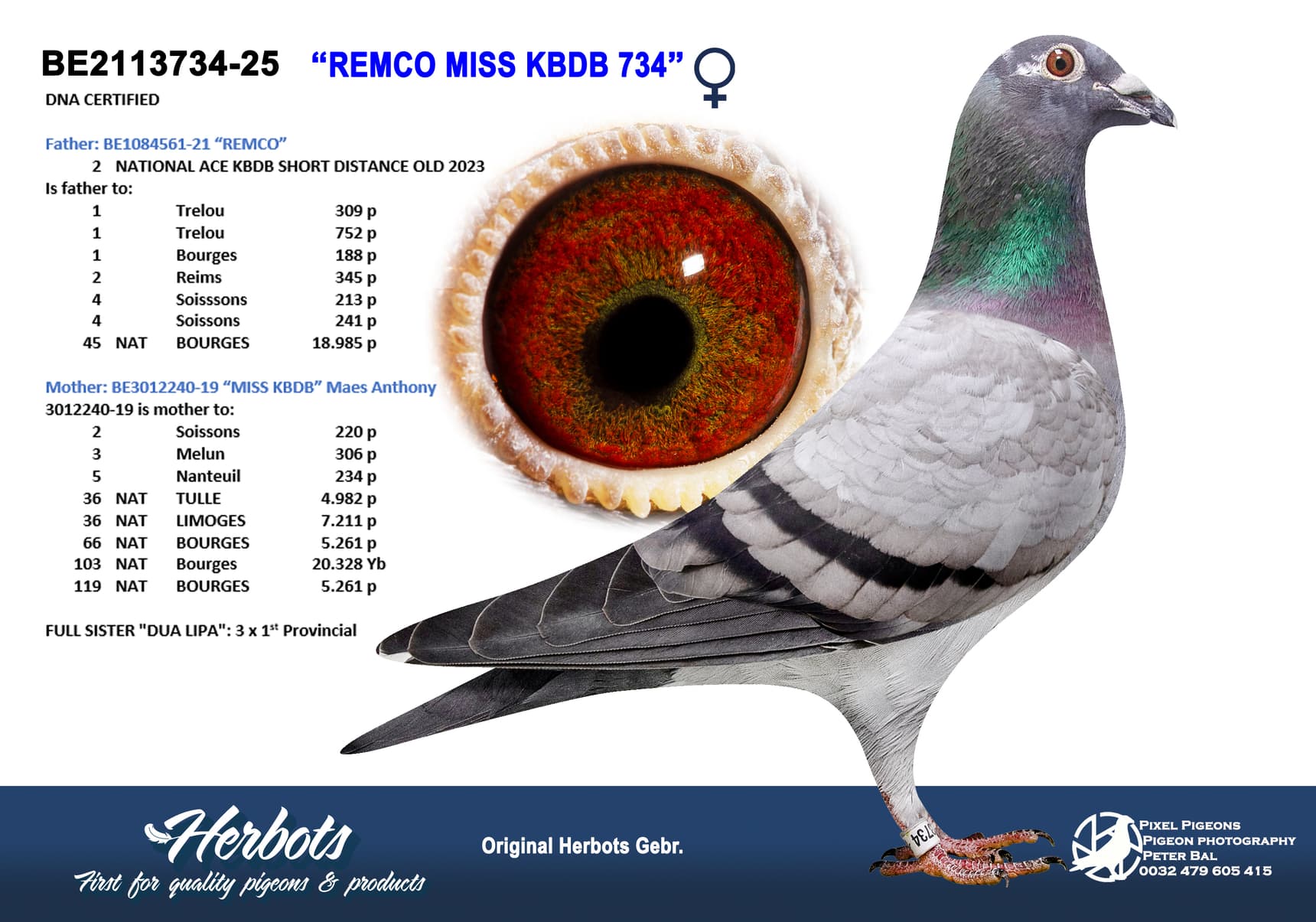 pigeon: undefined