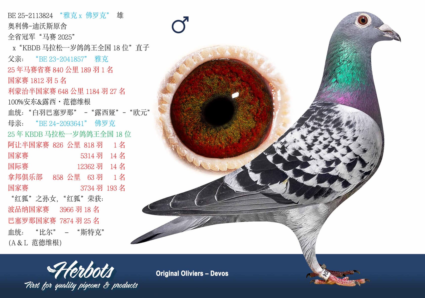 pigeon: undefined