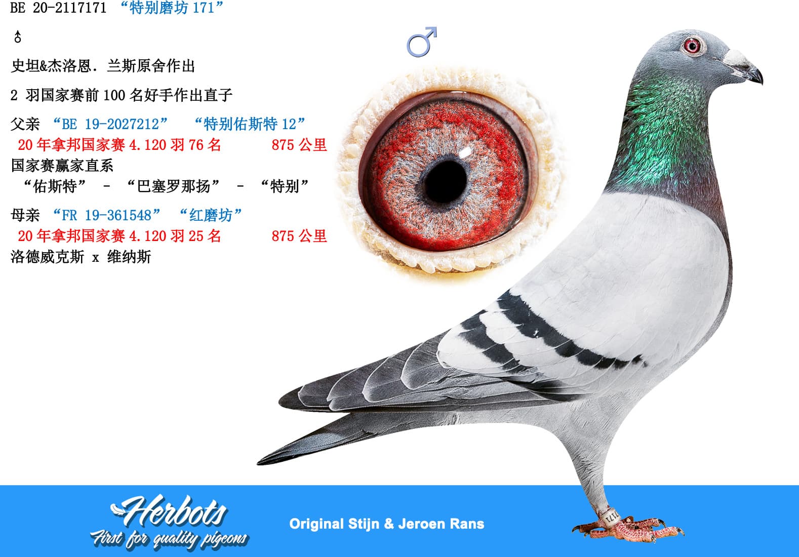 pigeon: “特别磨坊171”