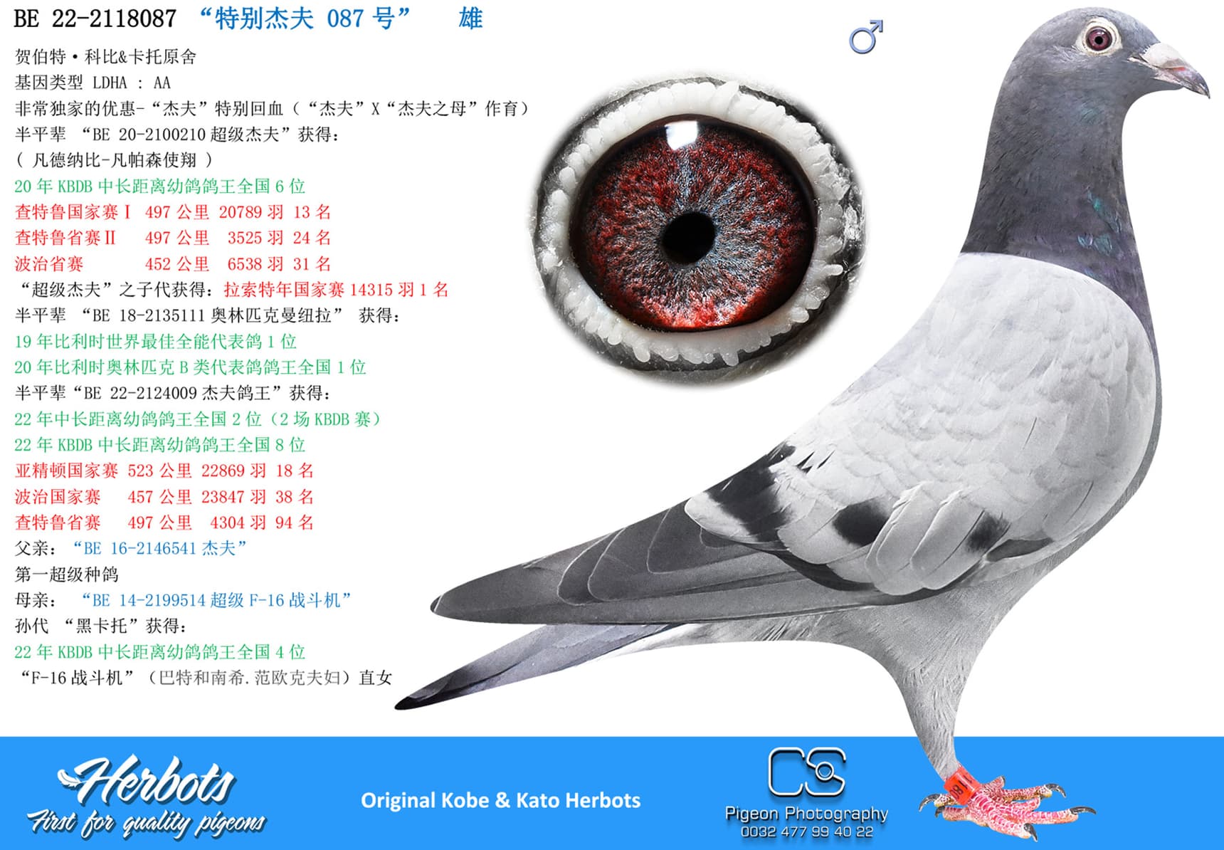 pigeon: “特别杰夫 087号”