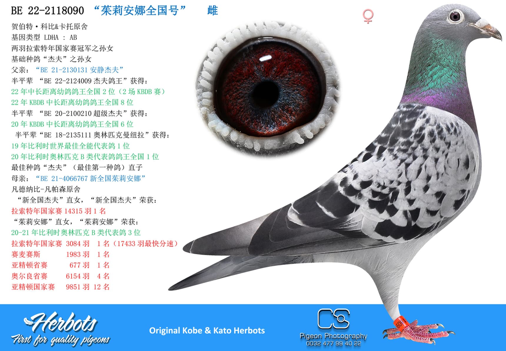 pigeon: “茱莉安娜全国号”