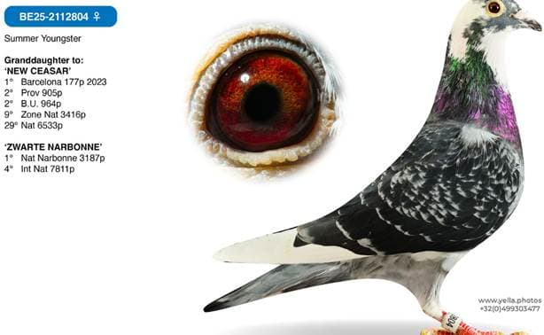 Granddaughter 'NEW CEASAR'