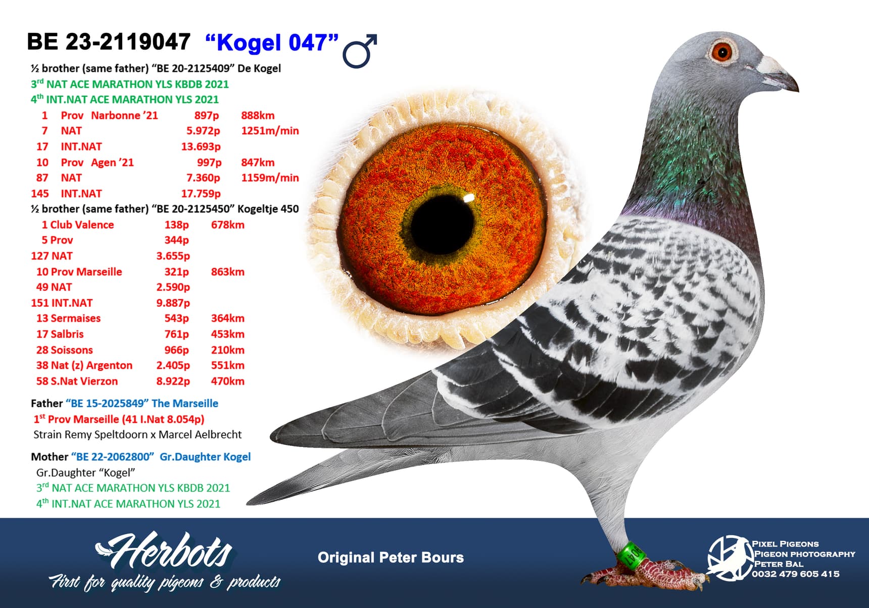 pigeon: undefined