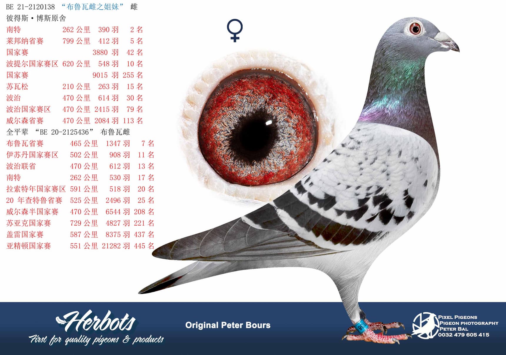 pigeon: undefined