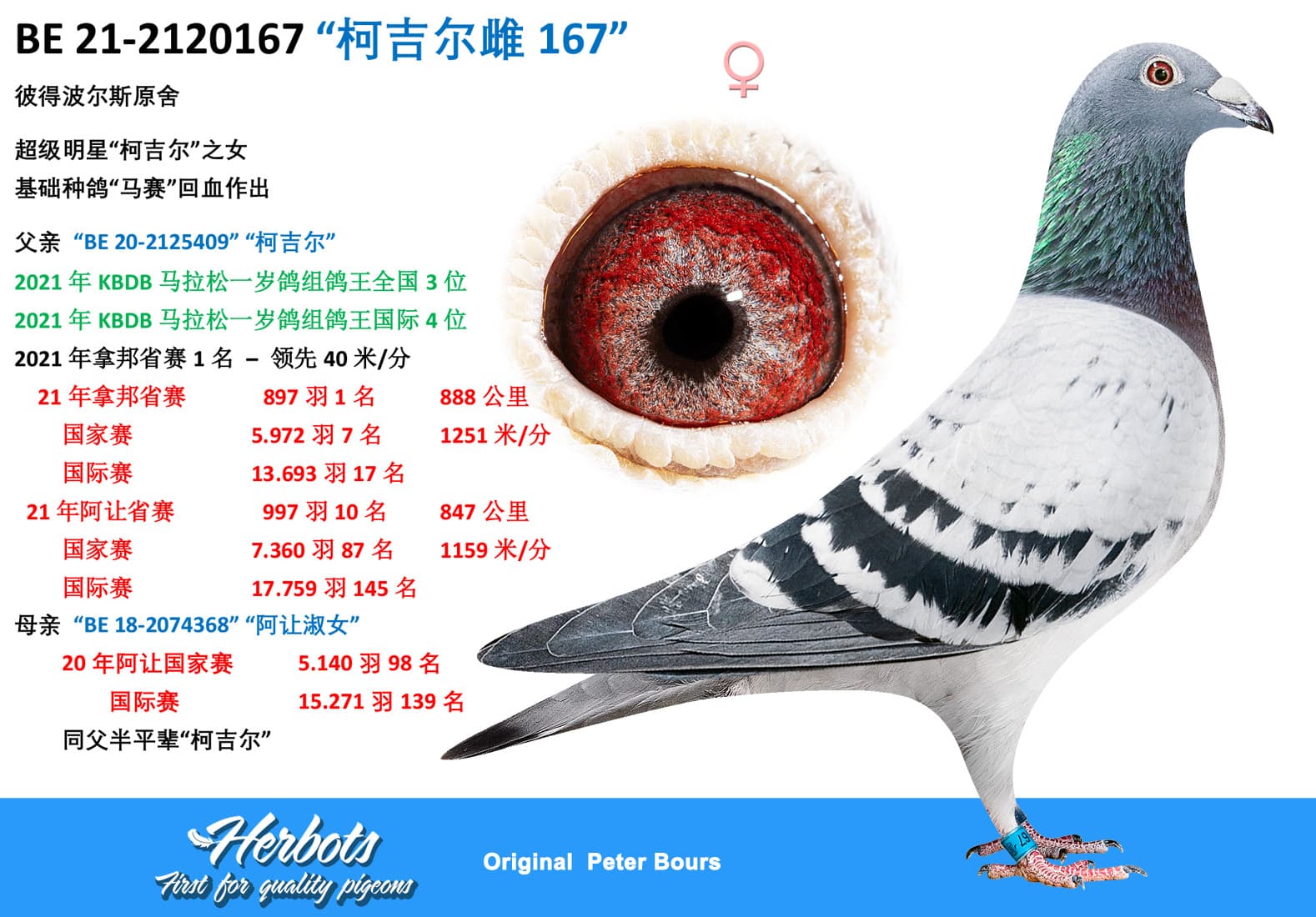pigeon: “柯吉尔雌167”