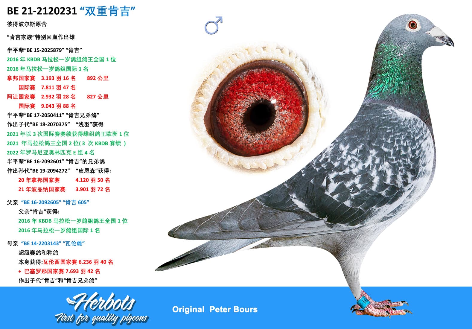 pigeon: “双重肯吉”