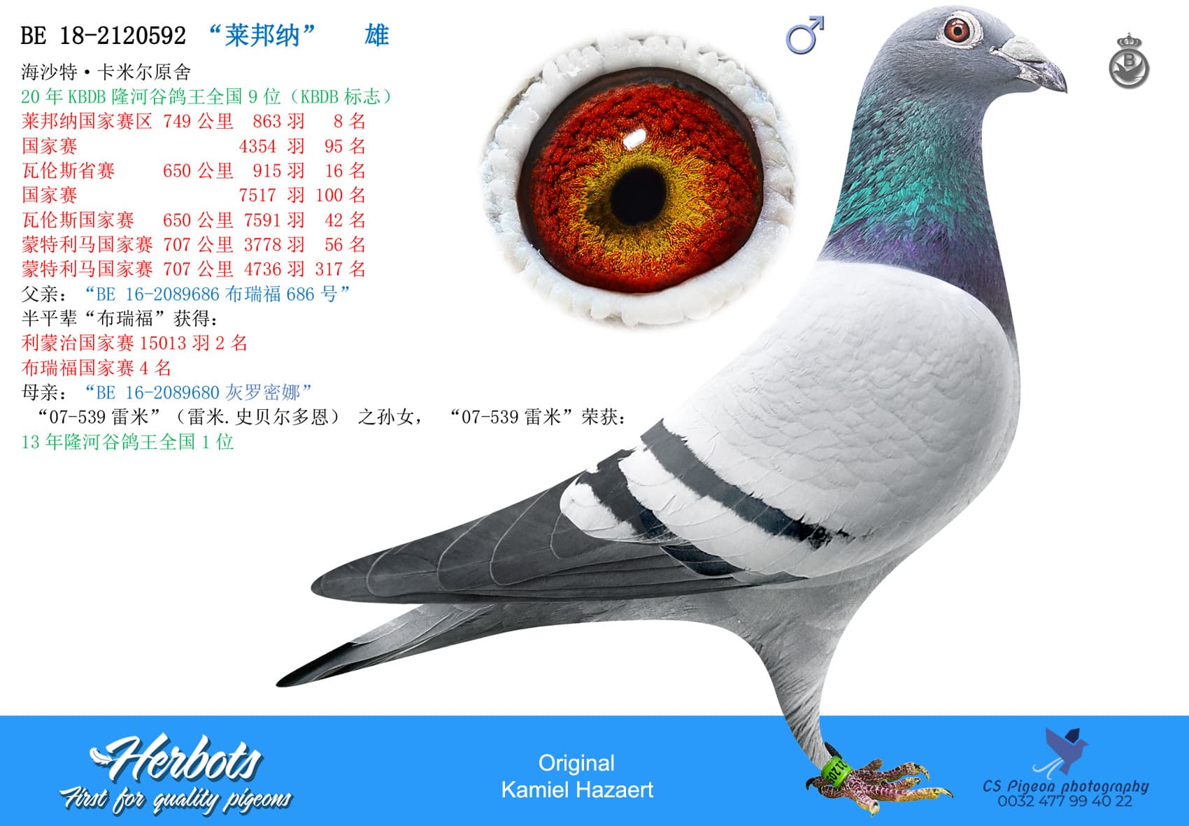 pigeon: undefined