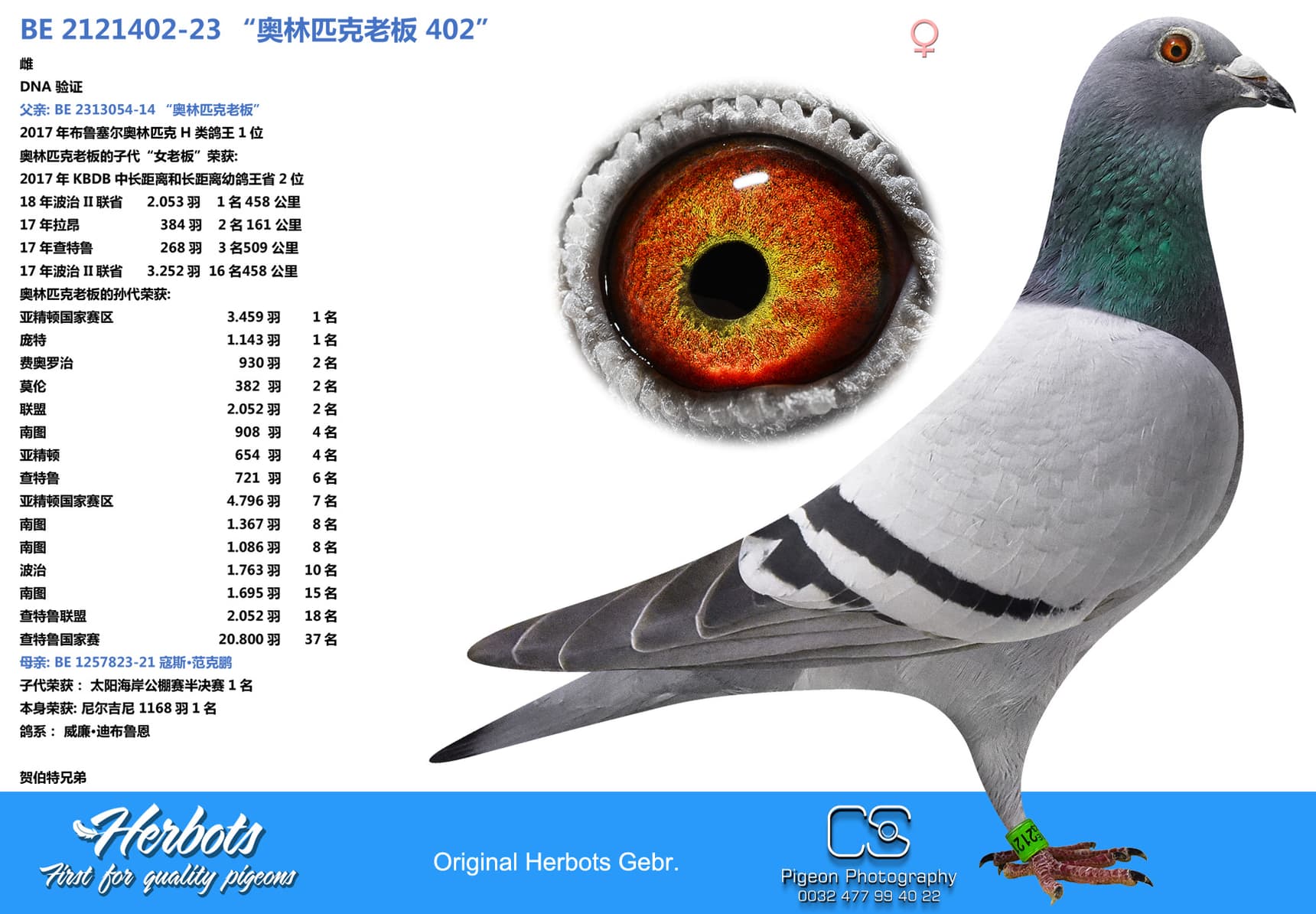 pigeon: “奥林匹克老板 402”