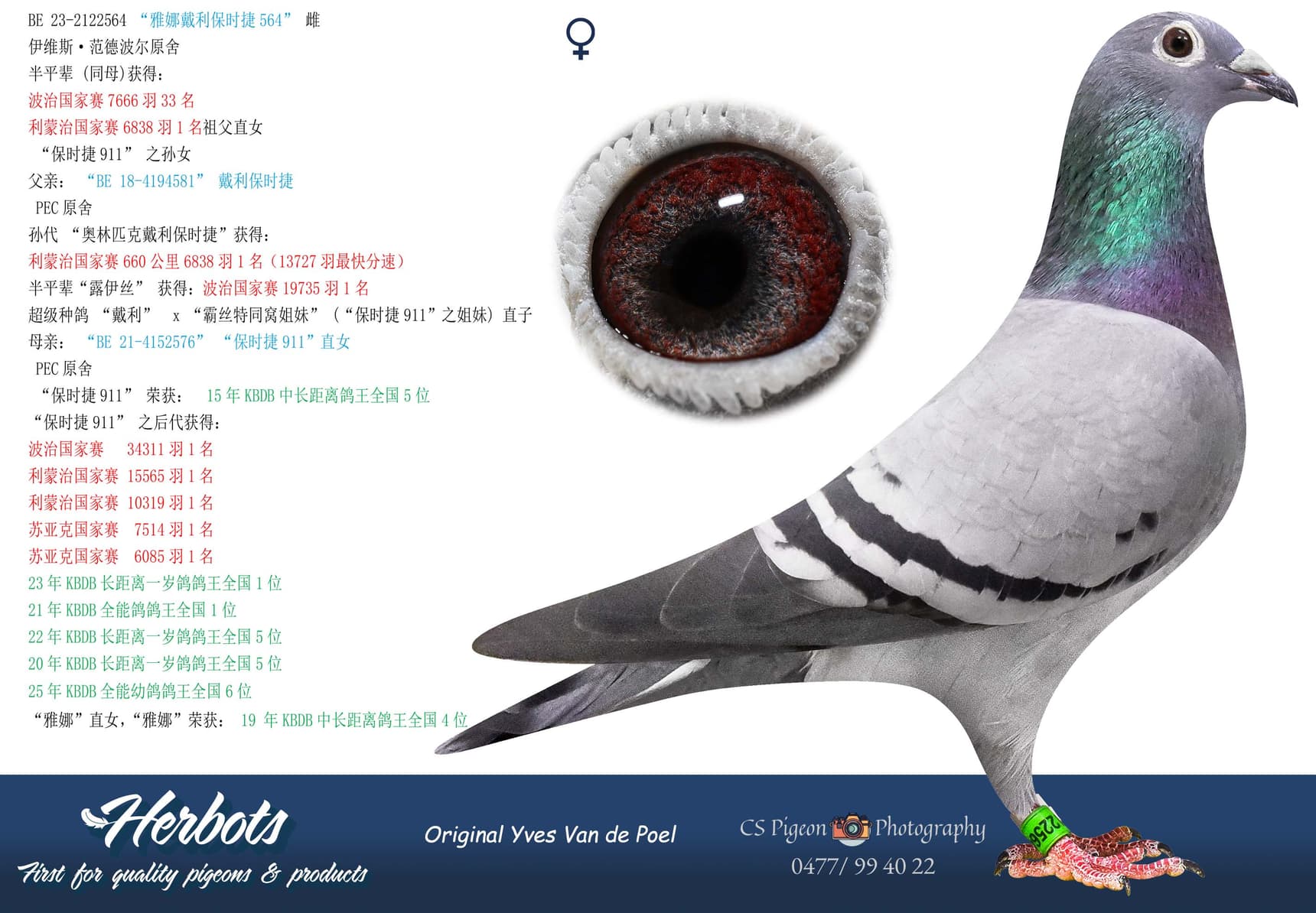 pigeon: undefined