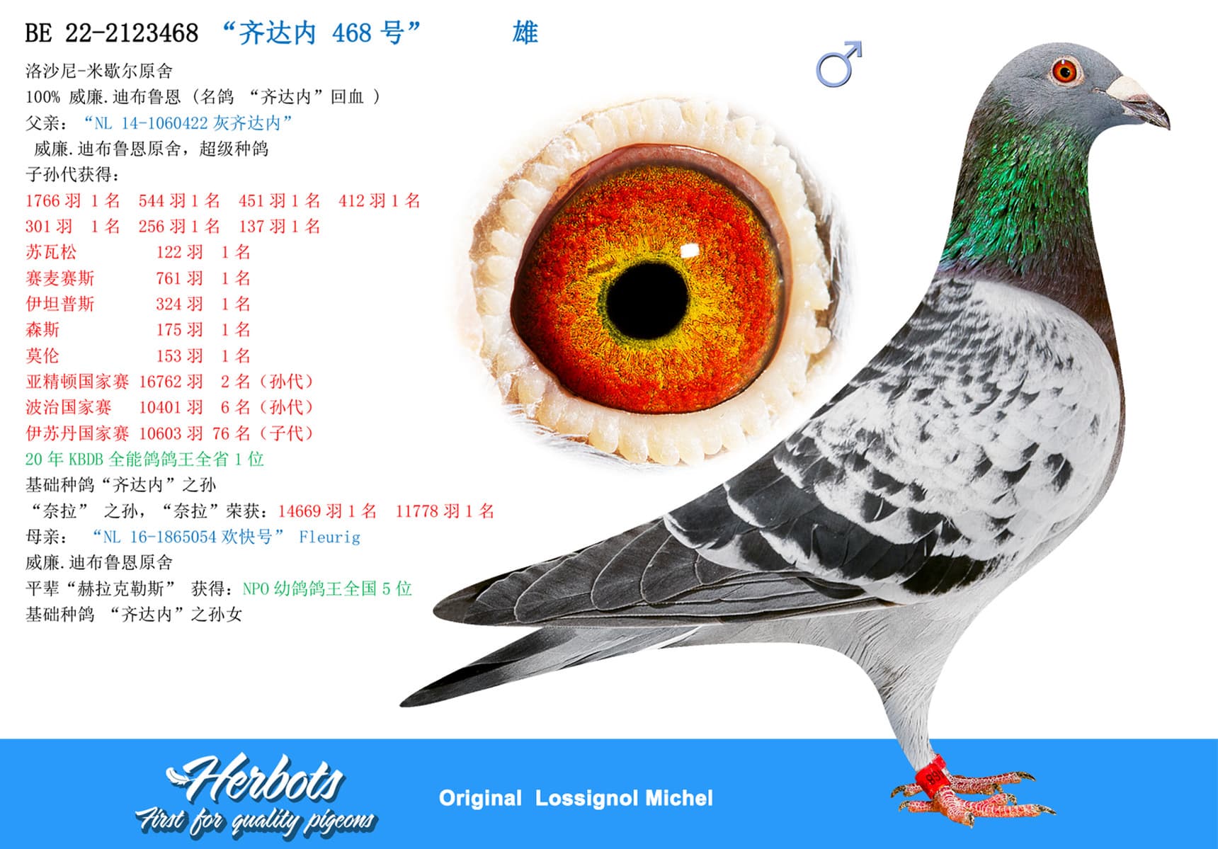 pigeon: “齐达内468号”