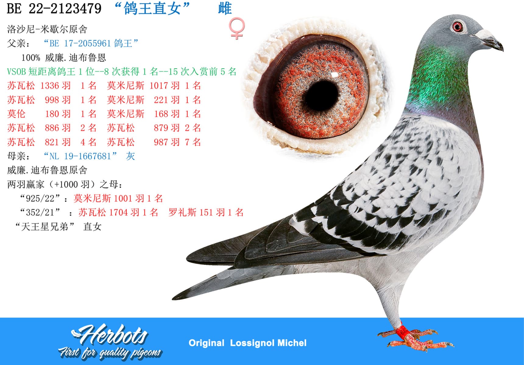 pigeon: “鸽王直女”