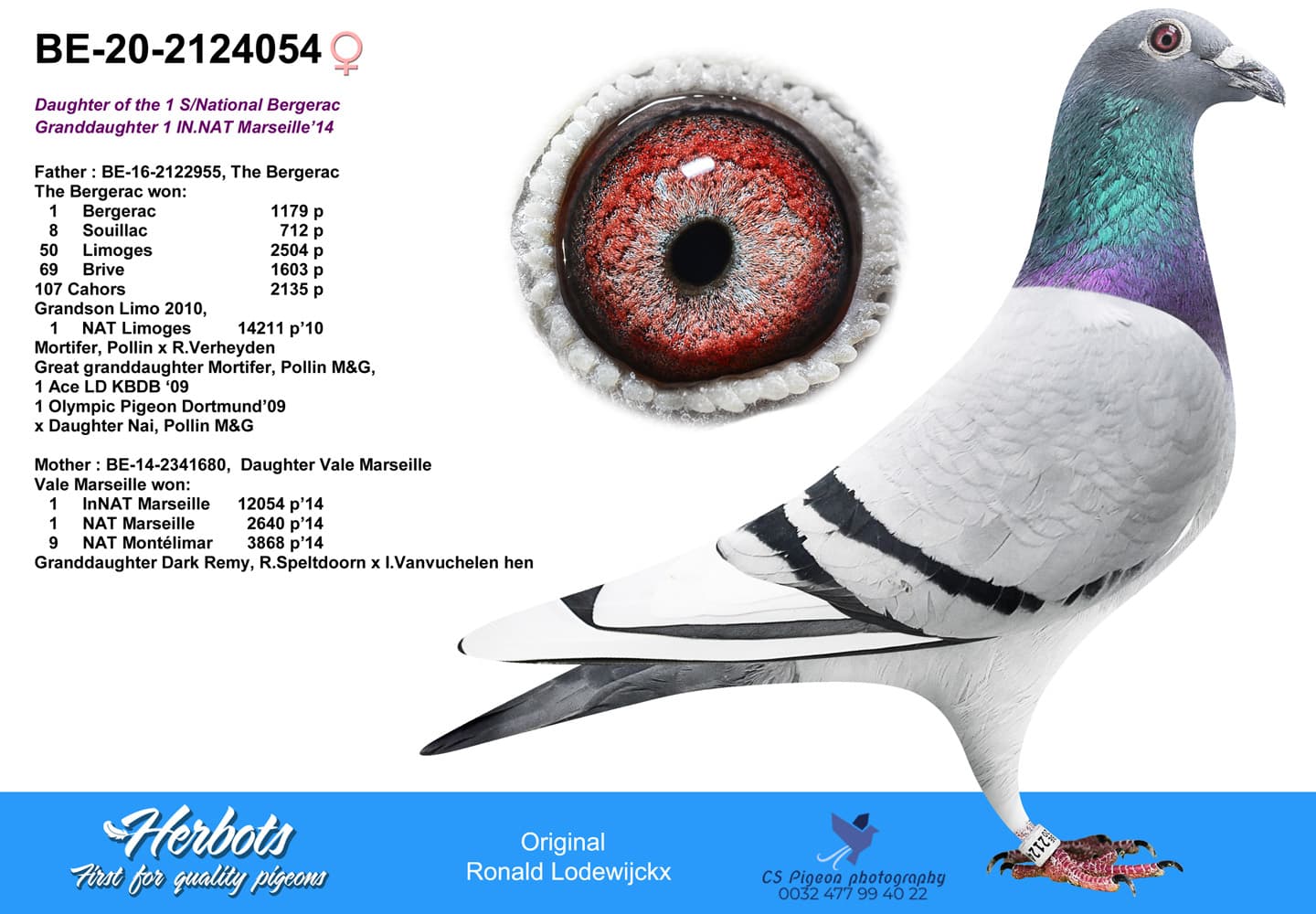 pigeon: undefined