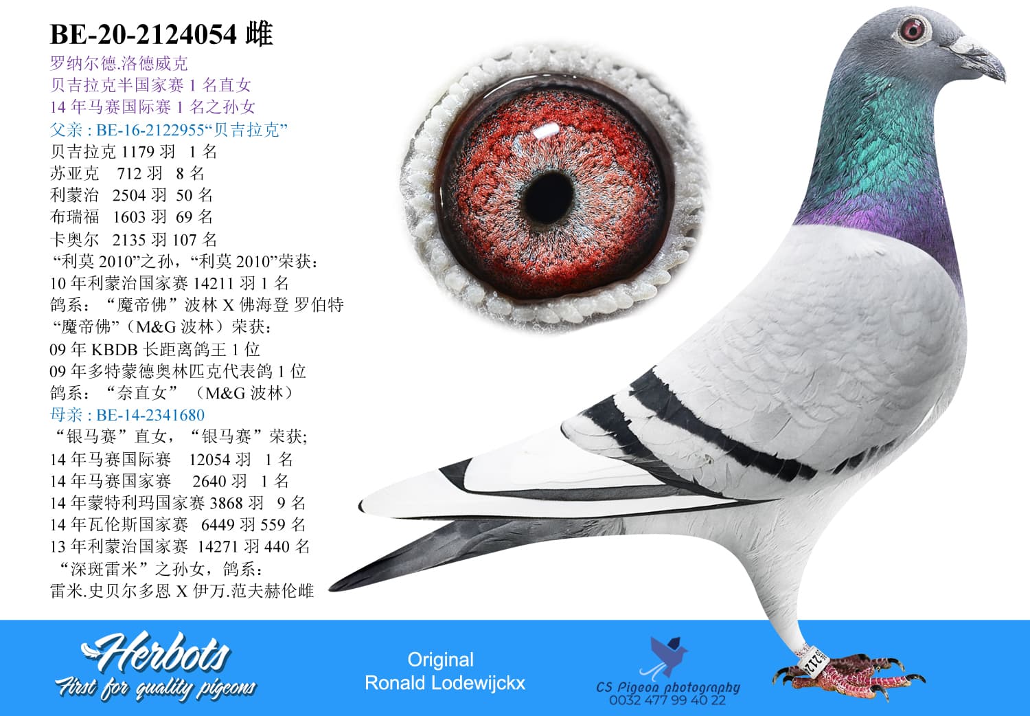 pigeon: Granddaughter 1 IN.NAT Marseille’14