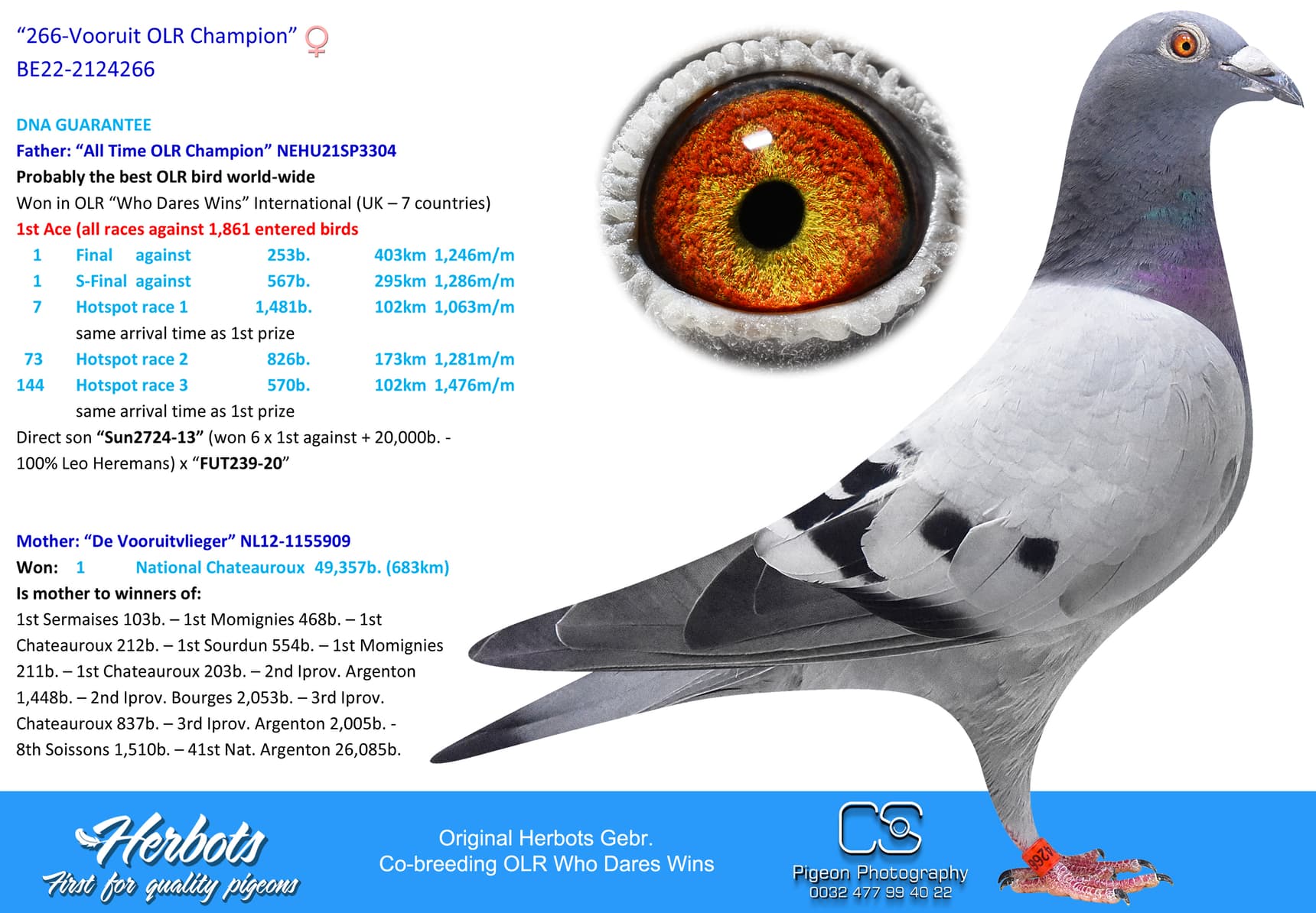 pigeon: "266-Vooruit OLR Champion"